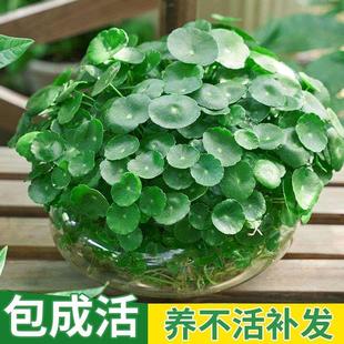 好养活 带叶铜钱草水培绿植室内盆栽金钱草籽水养植物花卉懒人四季