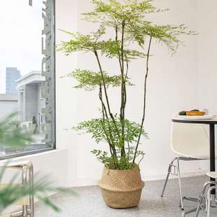 火焰南天竹大型盆栽室内客厅公室落地绿植网红好养植物真花卉