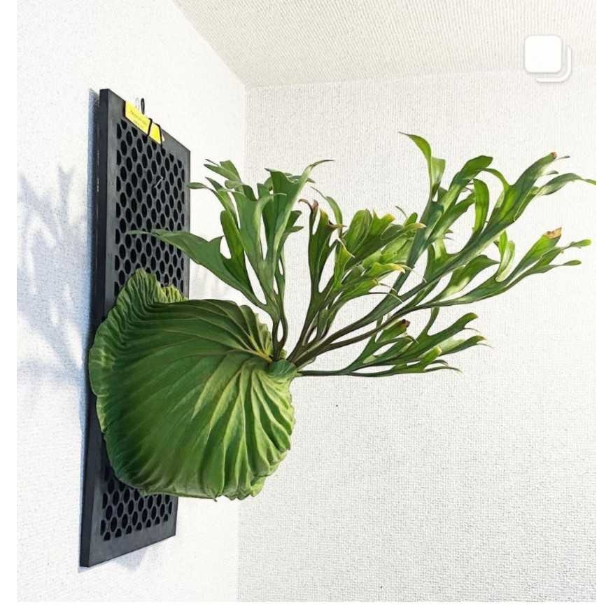 亚洲猴脑蕨女王蕨板植附生植物挂板二歧鹿角蕨北欧壁挂室内观叶