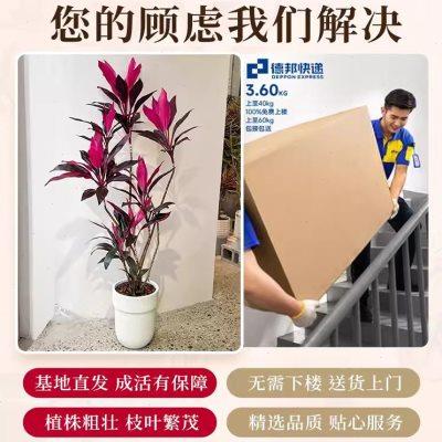 红叶朱蕉盆栽室内大型植物客厅旺宅绿植落地好养开业送礼四季常青