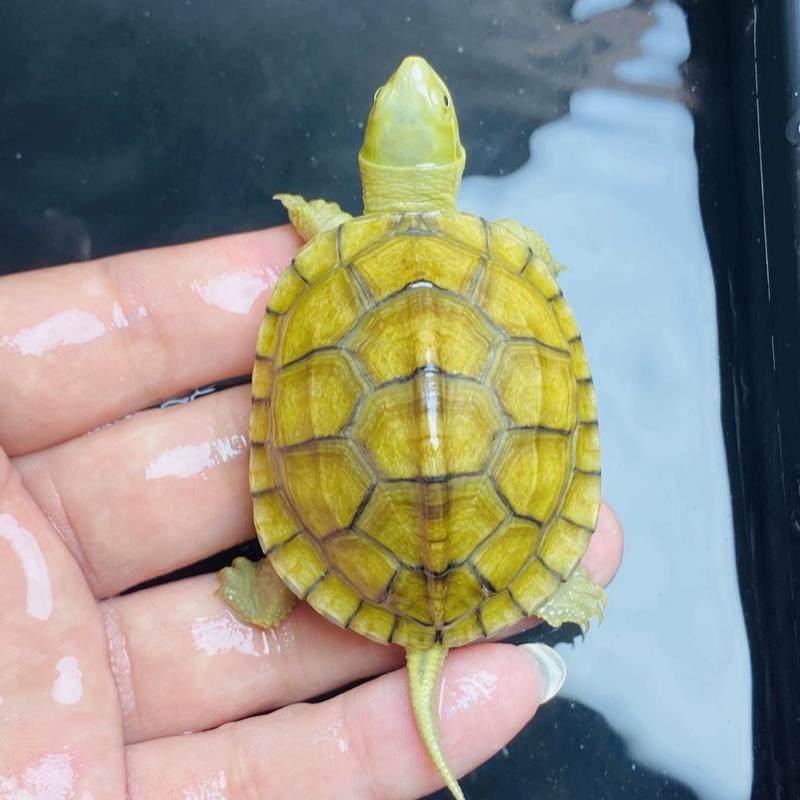 小青龟 高背小青龟 宠物龟 皖南小青龟 元宝小青龟 观赏龟,宠物/宠物食品及用品,龟/鳖,淘宝优惠券,粉丝福利购,淘宝优惠卷