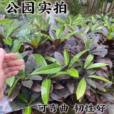 可裁剪塑料板亚克力透明板薄片硬胶片相框保护膜pc耐力板pet硬板