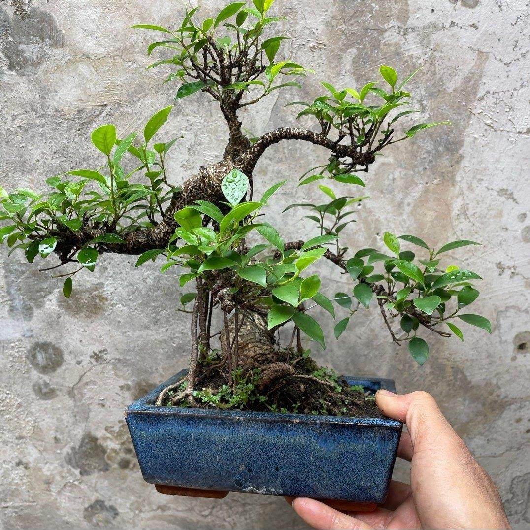 游龙式虎皮榕矮霸造型盆景台湾气根榕树老桩悬崖虎皮榕树盆景庭院,鲜花速递/花卉仿真/绿植园艺,造型盆景,淘宝优惠券,粉丝福利购,淘宝优惠卷