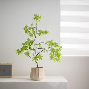 流泉枫盆栽好养北欧中式禅意造型盆景办公室内客厅绿植物摆件送礼