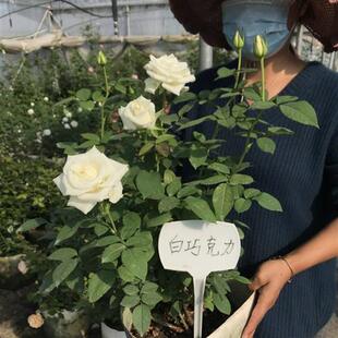 新品 灌木庭院阳台花卉植物 白巧克力月季 玫瑰特大花苗切花盆栽四季
