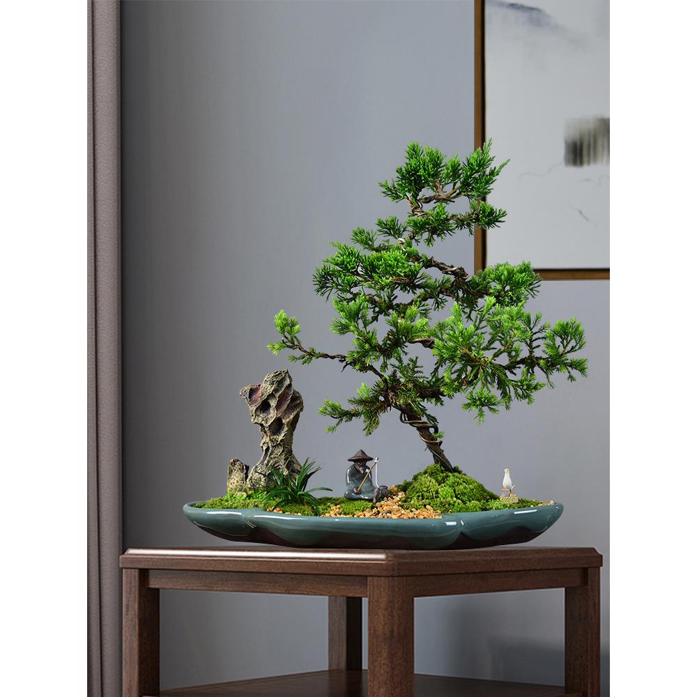 真松柏盆景悬崖式老桩造型盆栽客厅办公室内盘景植物好养四季常青
