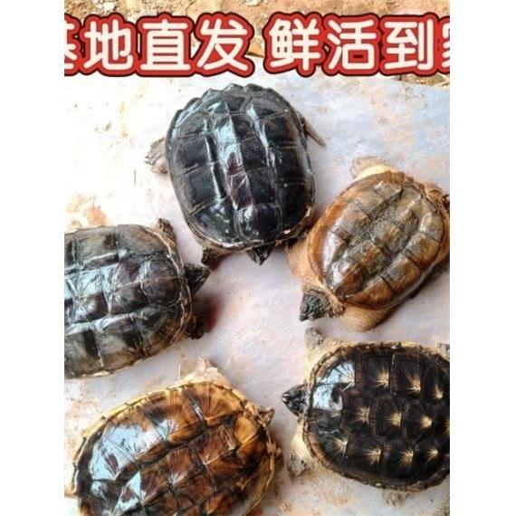 鳄龟肉龟鳄鱼龟北美便宜人工大乌龟鲜活食用顺丰快递