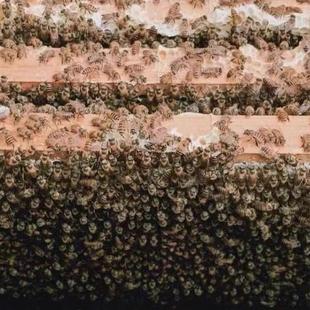 中蜂蜂群带王蜜蜂活体养殖带子脾阿坝中蜂带蜂箱中华土蜂出售笼蜂