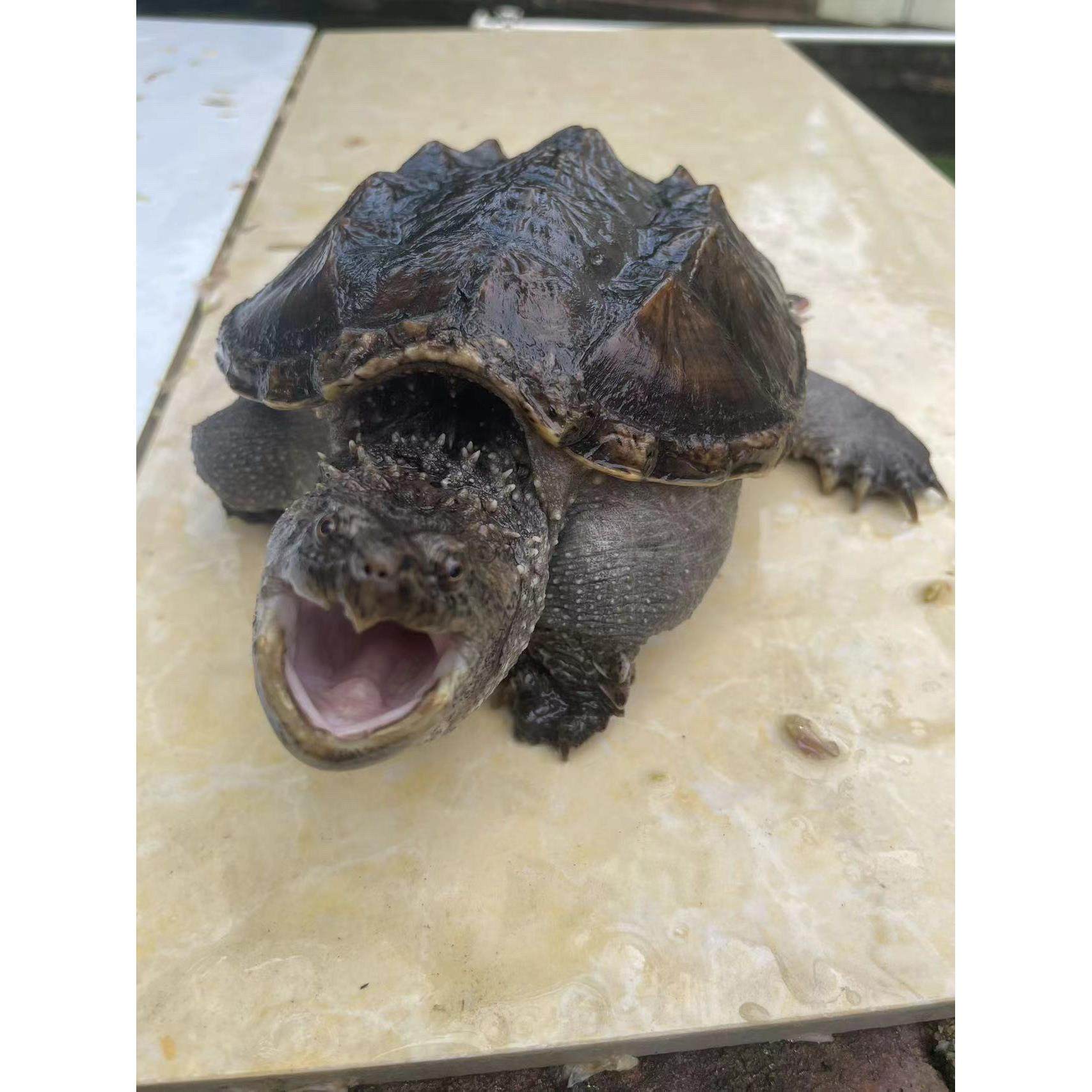 鳄龟观赏龟小鳄龟苗大鳄龟杂佛鳄龟爆刺纯佛鳄水龟宠物龟,宠物/宠物食品及用品,龟/鳖,淘宝优惠券,粉丝福利购,淘宝优惠卷