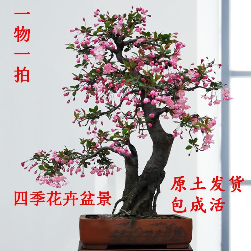 垂丝海棠 栽植物室内好养植物老桩花卉树苗盆栽海棠盆景花卉盆栽