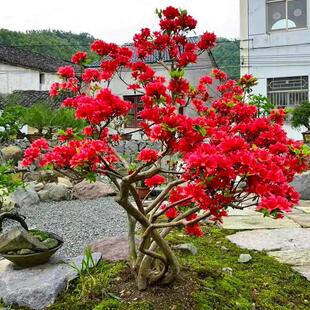 映山红杜鹃花原生树桩盆景盆栽南北方种植一物一拍
