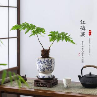 红磷蕨盆栽盆景办公室内桌面蕨类小绿植好养客厅四季常青盆景植物
