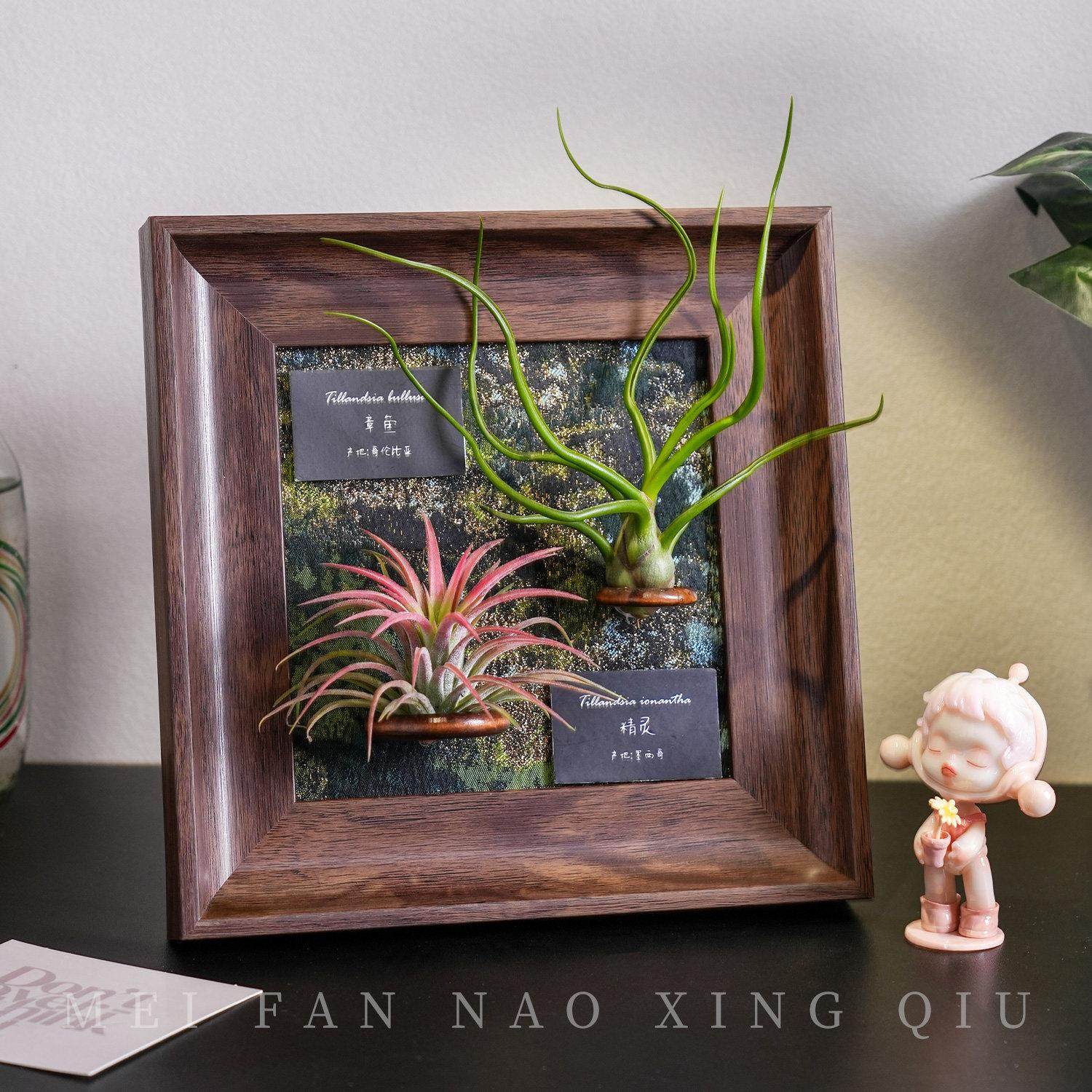 覆古空气凤梨磁吸相框桌面绿植章鱼装饰画框植物创意生日礼物摆件,鲜花速递/花卉仿真/绿植园艺,红掌/凤梨/温室花卉,淘宝优惠券,粉丝福利购,淘宝优惠卷