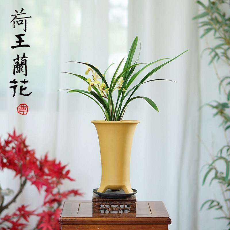 建兰四季兰荷王名品荷瓣浓香型国兰室内书桌面绿植兰花草带盆花卉,鲜花速递/花卉仿真/绿植园艺,国兰/杂交兰/洋兰类,淘宝优惠券,粉丝福利购,淘宝优惠卷