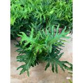 龙鳞春羽基地绿植盆栽网红绿植办公室北欧网红观叶盆景室内庭院