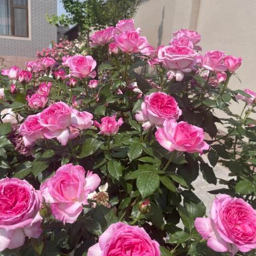 佩尔朱克重瓣浓香灌木月季花苗阳台庭院切花玫瑰盆栽四季开花耐寒