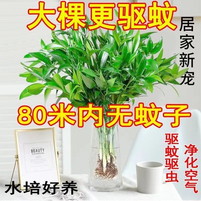 大颗水培驱蚊竹柏水养植物客厅四季常青老桩竹柏水培卧室绿植夏天