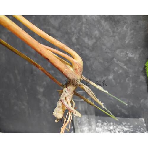 龟背叶绿植单棵景仿观造型龟背竹大叶饰龟JQ-63298背装摆放造真景