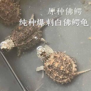 原种白佛鳄龟霸气凶猛乌龟纯种爆刺佛鳄龟观赏龟佛罗里达鳄龟全品