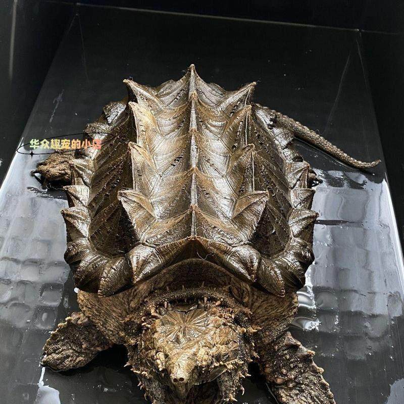 中华大型鳄龟包孵化包出壳宠物观赏龟国产原种佛鳄蛋大型鳄龟蛋,宠物/宠物食品及用品,龟/鳖,淘宝优惠券,粉丝福利购,淘宝优惠卷