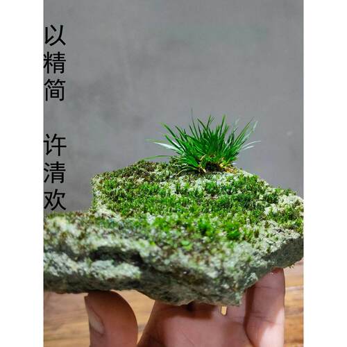 茶桌绿植附石菖蒲吸水石假山盆景盆栽苔藓微景观桌面绿植