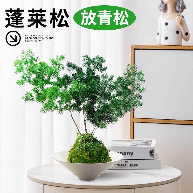 蓬莱松放青松苔藓球盆栽客厅懒人轻松植物室内办公室桌面绿植好养