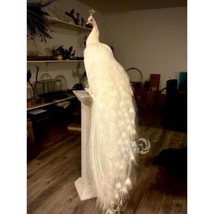 【精品】彷真白孔雀动物摆件家居装饰鸟类标本模型真羽毛摄影道具