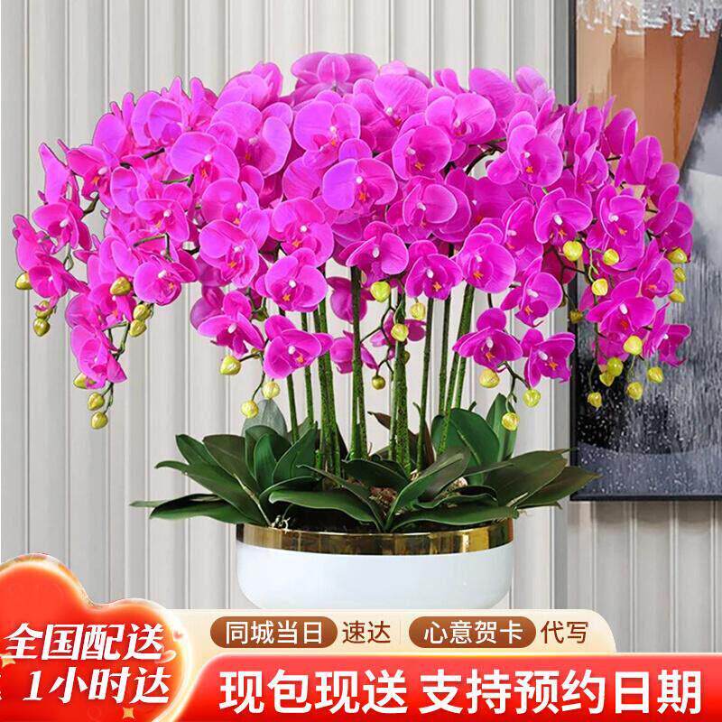 蝴蝶兰盆栽商务开业乔迁成品带真花卉鲜花快递全国上海同城配送店