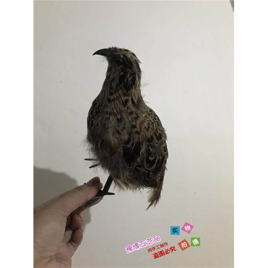 仿真鹌鹑模型园林摆件羽毛动物影视拍摄道具小鸟模型室内鸟笼装饰