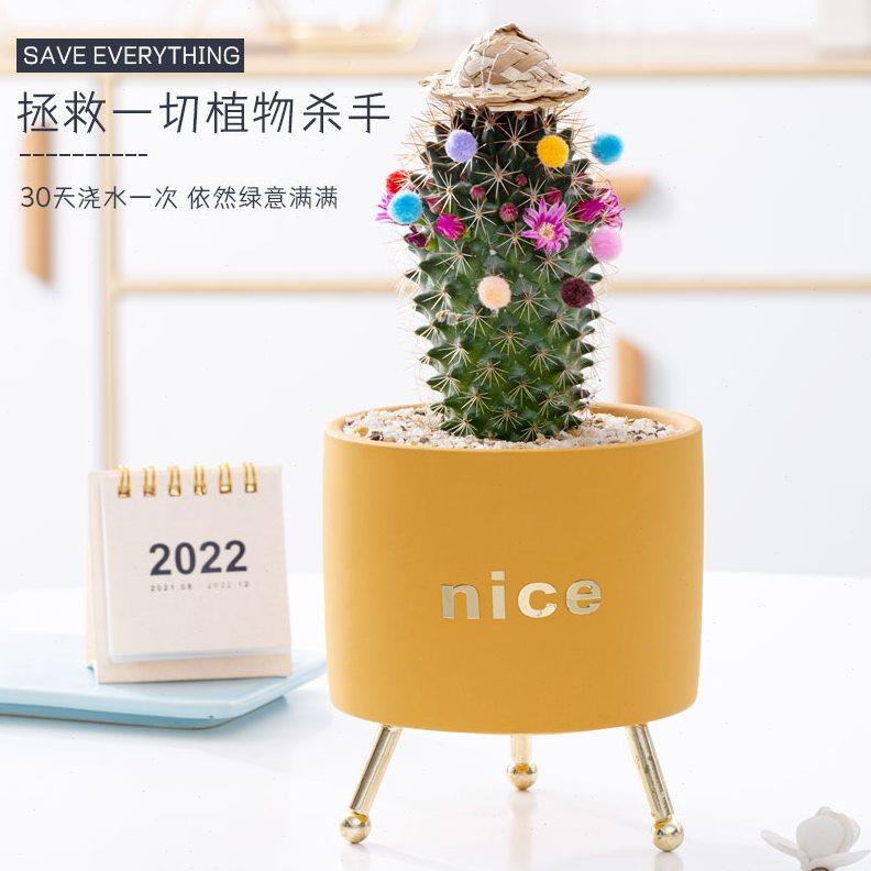 仙人球组合套餐开花仙人掌植物盆栽小礼物宿舍花卉桌面绿植多肉花