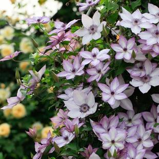 托邦约瑟芬爬藤植物多季 线莲花苗乌托 盆栽阳台户 花园铁线 惠惠