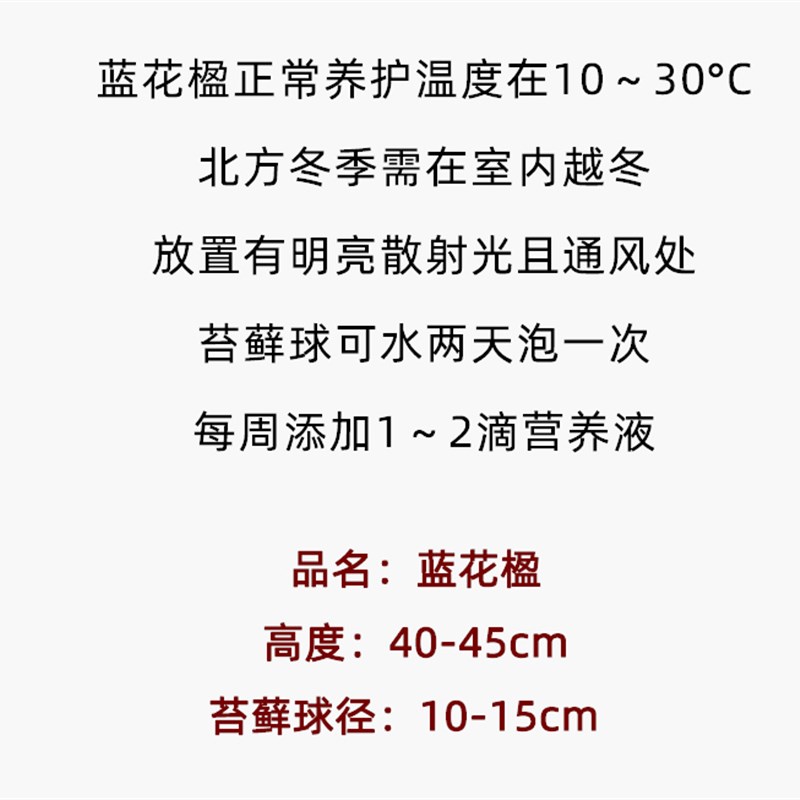 乐可植物 蓝花楹苔藓球盆栽网红水培室内客厅桌面办公室绿植ins风