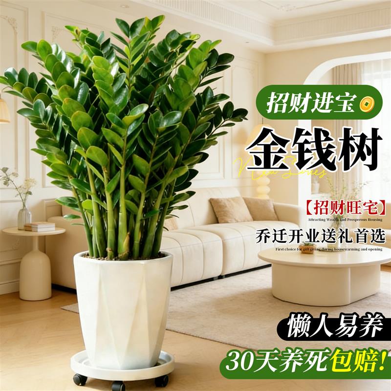 金钱树盆栽客厅大花盆旺宅树办公室内大型好养绿植物乔迁摇钱串子