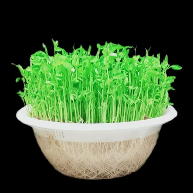 芽苗菜育苗盘圆形透明水培盆无土水培植物无土阳台种菜幼儿园学生,鲜花速递/花卉仿真/绿植园艺,育苗盘/营养钵,淘宝优惠券,粉丝福利购,淘宝优惠卷