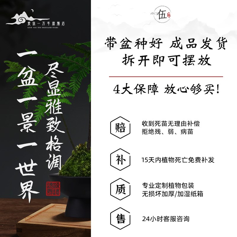 红磷蕨苔藓球水培一叶蕨类植物盆栽室内中式禅意盆景老桩观叶绿植