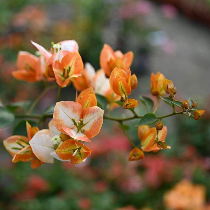 凤凰三角梅盆栽楼顶扦插苗阳台爬藤植物新品种白黄橙随机开,鲜花速递/花卉仿真/绿植园艺,绣球/木绣球/木本植物,淘宝优惠券,粉丝福利购,淘宝优惠卷