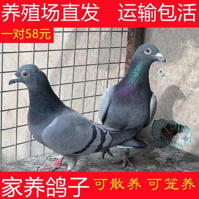 鸽子活体种鸽一对家养鸽土鸽子活苗幼鸽肉鸽活物瓦灰鸽信鸽活鸽子