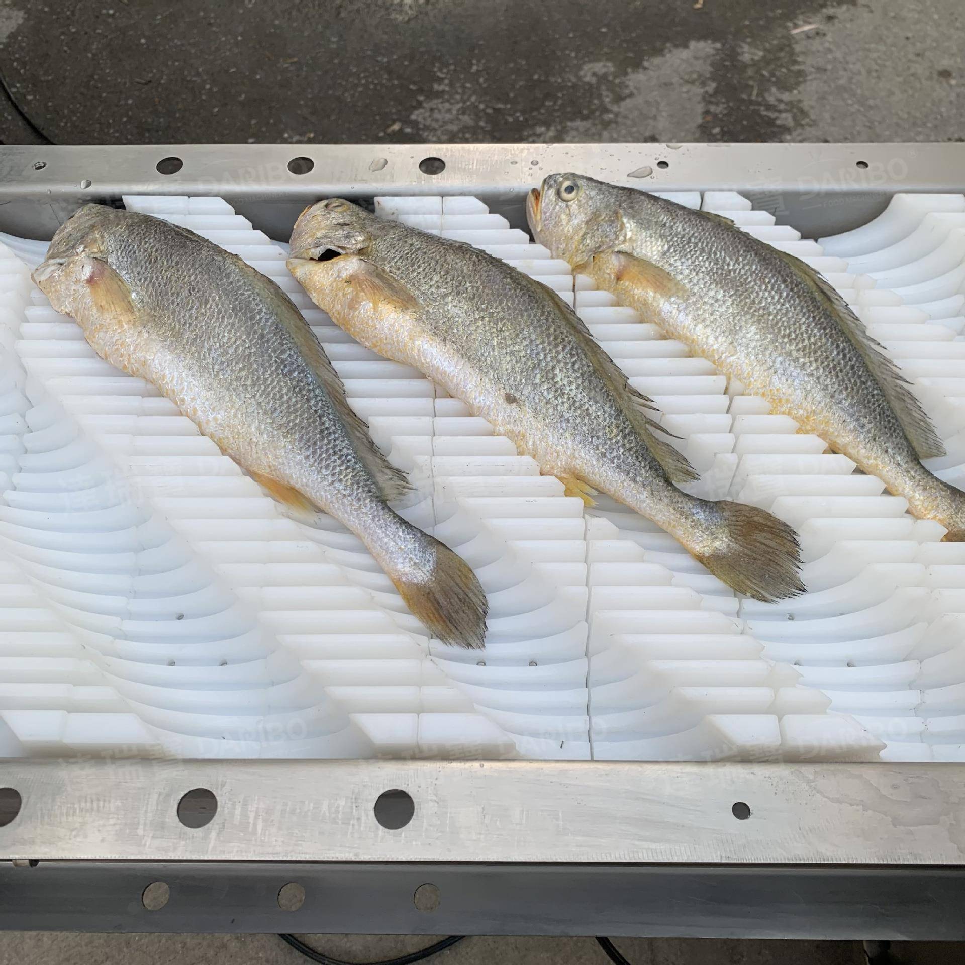 W斜切鱼段机 鲈鱼鲅鱼多春鱼切块机鲫鱼草鱼青鱼切段机切块