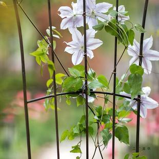 架古铁艺饰装花爬藤架篱笆屏风小YLL鸟复花插铁线莲月季支架绢花