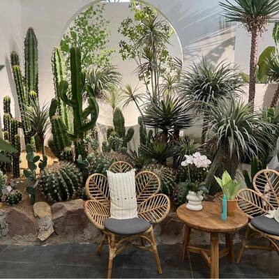 带含阳大型仿真仙内WHN人掌热植物人仙柱室落地绿植盆栽装饰造景