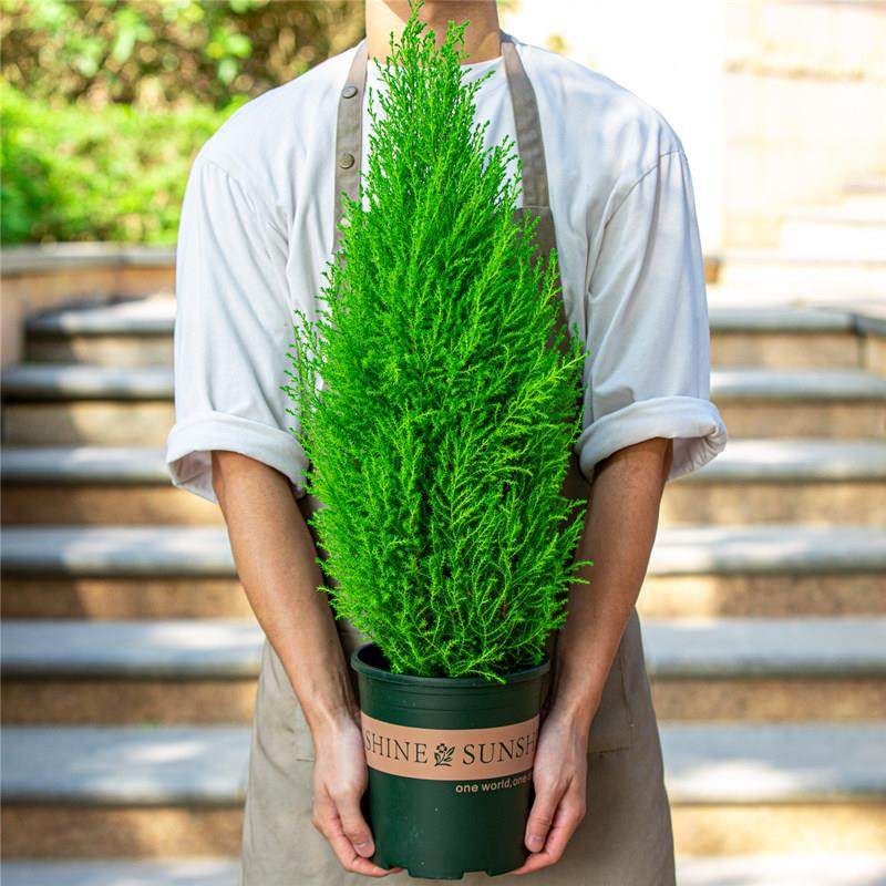 香松盆栽圣诞树室内阳台室外花园别墅花园植物金冠柏绿植树苗盆景