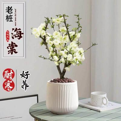 海棠花盆栽四季开花绿宝石海棠树苗老桩盆景花卉植物室内耐寒好养