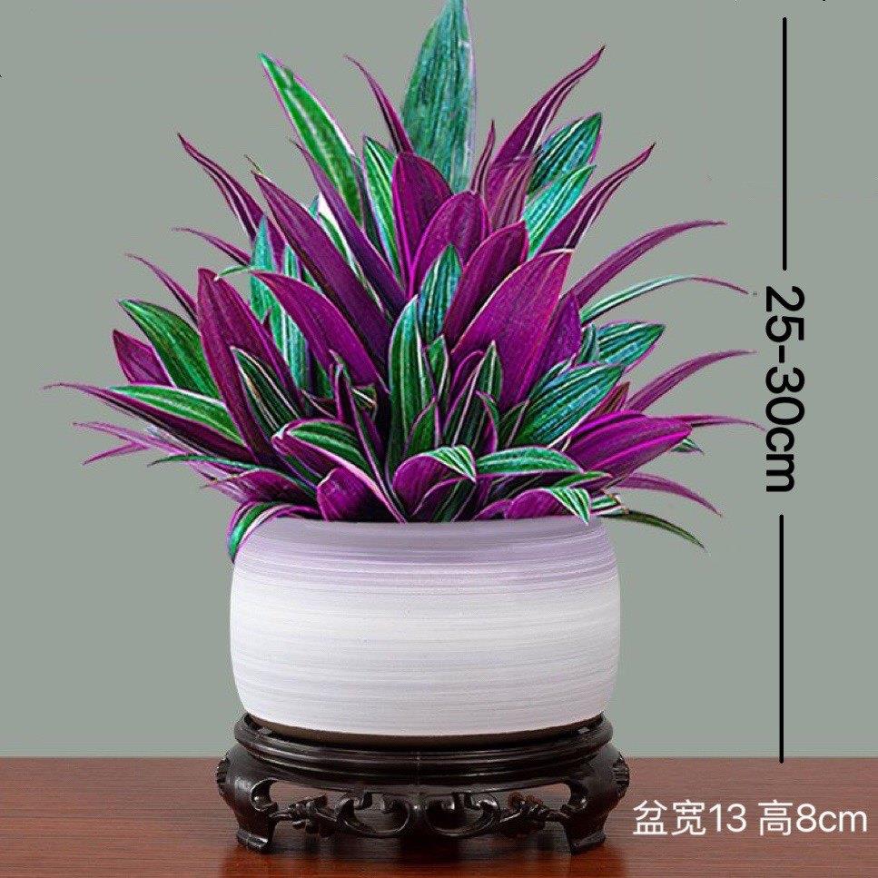 紫露兰盆栽紫色吊兰植物可水培土培花卉室内绿植净化空气好养易活