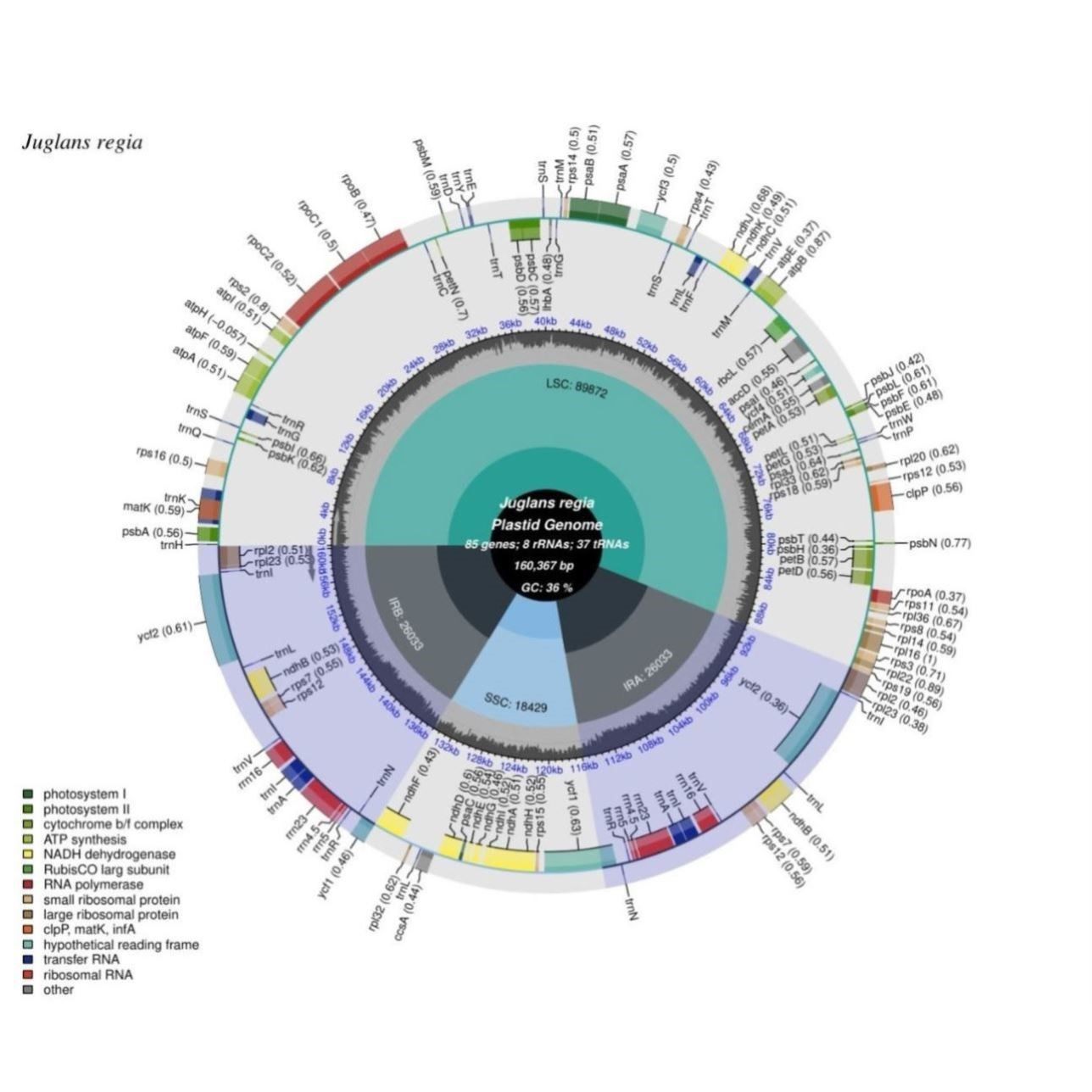 基因组测序数据分析外显分子测序WES全基因组测序WGS