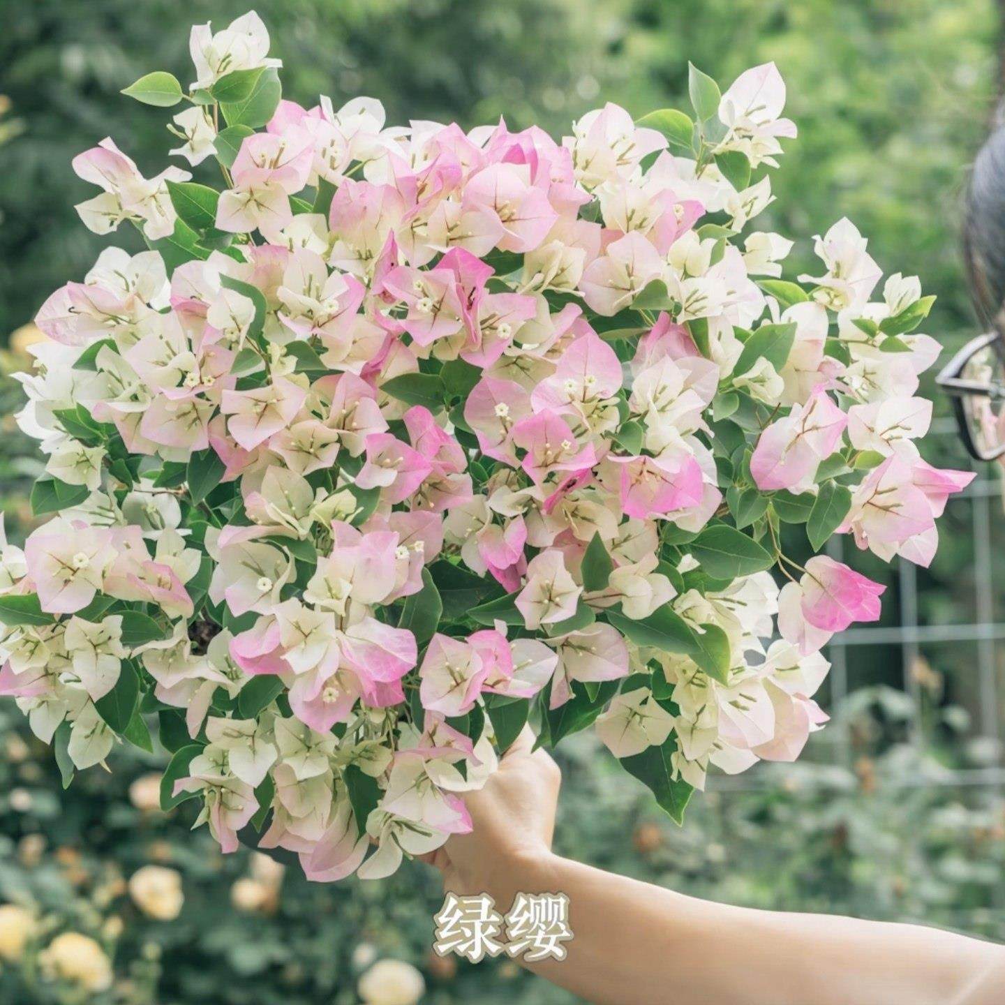 三角梅盆栽绿樱带花大苗重瓣老桩红樱飘枝室内外阳台庭院好养爬藤,鲜花速递/花卉仿真/绿植园艺,绣球/木绣球/木本植物,淘宝优惠券,粉丝福利购,淘宝优惠卷