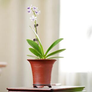 轻奢 中古拾陆号全手工 蝴蝶兰万年青 多肉十二卷紫砂花盆