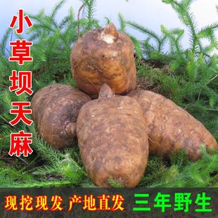 新鲜天麻生天麻正宗云南昭通小草坝特级正品天麻野生乌天麻干 干