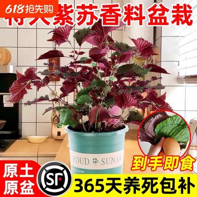 紫苏苗盆栽可食用厨房香草香料植物新鲜紫苏叶即食用盆栽罗勒绿植