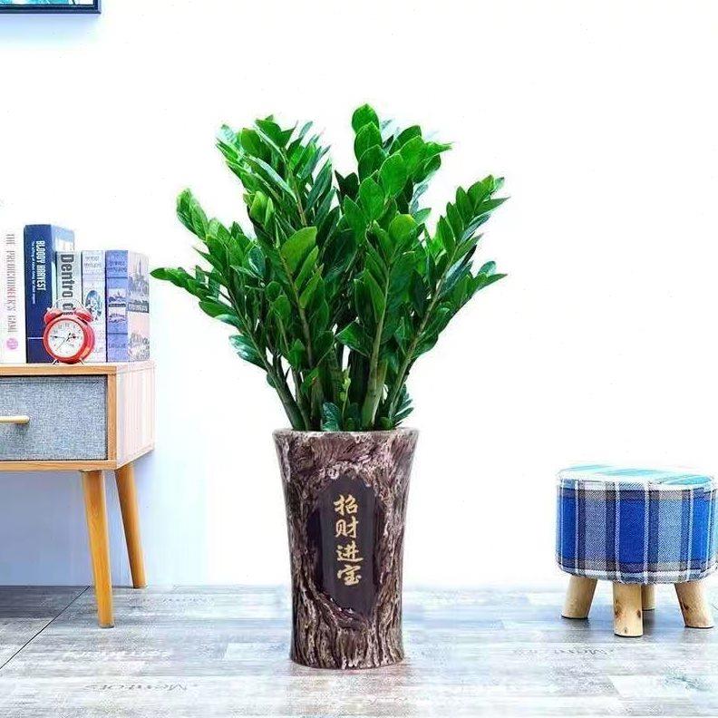 金钱树盆栽室内客厅办公室植物好养活招财大绿植花卉钱串子发财树