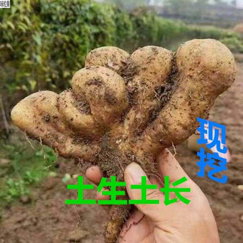 农家现挖5斤佛手新鲜手掌山药湖北黄冈浠水武穴蕲春土产3斤整箱